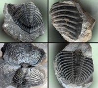 Odontochile hausmanni (Brongniart, 1822) - pygidia (různá velikost), Kosoř - V sudech, pražské souvrství (dvorecko-prokopské vápence), st. prag